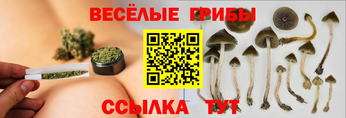 Галлюциногенные грибы Psilocybine cubensis Саратов
